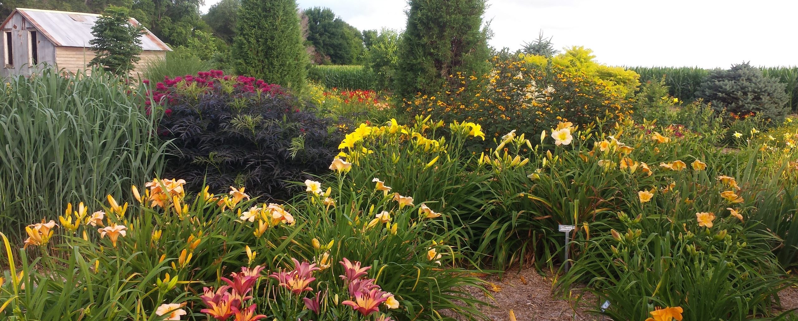 Daylilies at Harmony Nursery