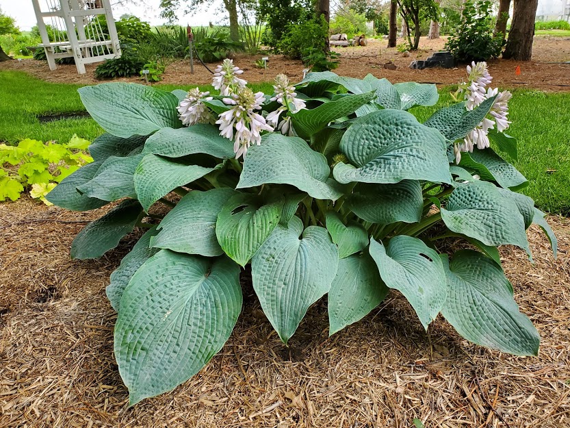 E-FLOR Giardino Forbici XYLAN anti rivestimento di detenzione di come amico  Victoria 2020 Utensili manuali e attrezzature da giardino Articoli per il  giardino e l'arredamento di esterni IN4020413