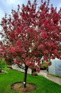 Purple Prince Crabapple