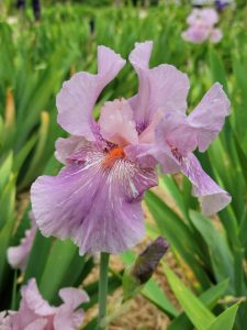 Light Lavender Speckled